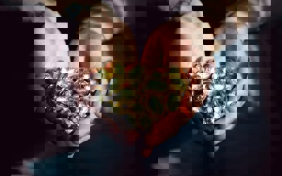 Sharon Mccutcheon Dw6dfbohuu4 Unsplash